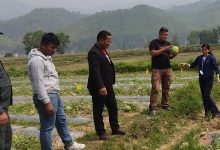 मरिण बगरमा खर्बुजा खेती राम्रो आम्दानीको श्रोत