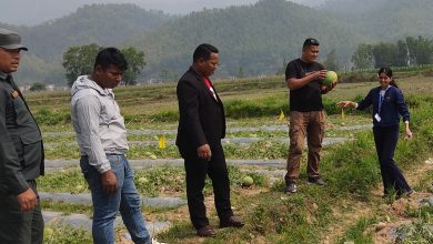 मरिण बगरमा खर्बुजा खेती राम्रो आम्दानीको श्रोत