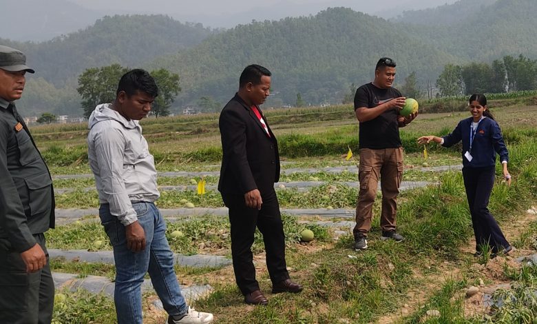 मरिण बगरमा खर्बुजा खेती राम्रो आम्दानीको श्रोत