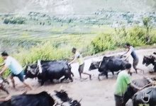 रमाइलो गर्दै मनाइयो धान रोपाइँ, किसानका समस्या भने उस्तै