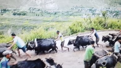 रमाइलो गर्दै मनाइयो धान रोपाइँ, किसानका समस्या भने उस्तै