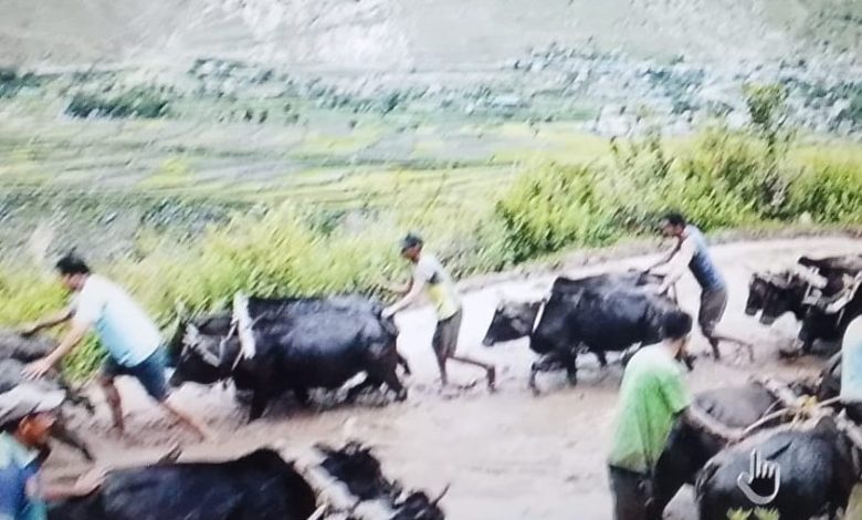 रमाइलो गर्दै मनाइयो धान रोपाइँ, किसानका समस्या भने उस्तै