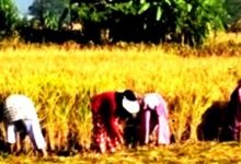 दशैँपछि धान भित्र्याउने चटारोमा सिन्धुलीका किसान, मौसमको चिन्ता कायमै