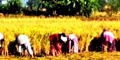 दशैँपछि धान भित्र्याउने चटारोमा सिन्धुलीका किसान, मौसमको चिन्ता कायमै